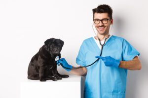 Quanto custa um plano de saúde pet? Veja quanto você gastaria com seu bichinho!